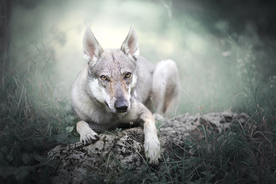 动物 宠物 狗 猫