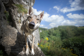 动物 宠物 狗 猫