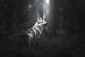 动物 宠物 狗 猫