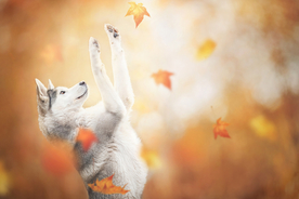 动物 宠物 狗 猫