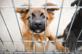 动物 宠物 狗 猫