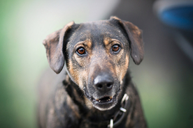 动物 宠物 狗 猫