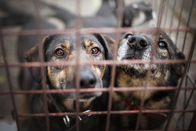 动物 宠物 狗 猫