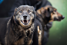 动物 宠物 狗 猫
