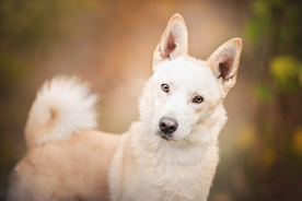 动物 宠物 狗 猫