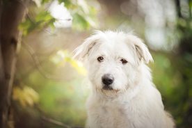 动物 宠物 狗 猫