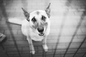 动物 宠物 狗 猫