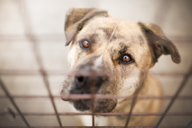 动物 宠物 狗 猫