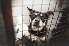 动物 宠物 狗 猫