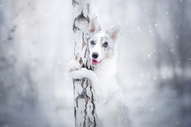 动物 宠物 狗 猫