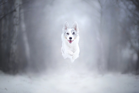 动物 宠物 狗 猫