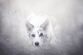 动物 宠物 狗 猫