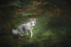 动物 宠物 狗 猫