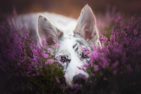 动物 宠物 狗 猫