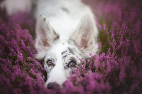 动物 宠物 狗 猫