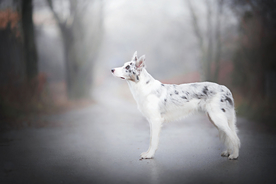 动物 宠物 狗 猫