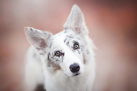 动物 宠物 狗 猫