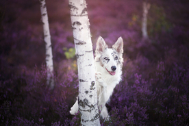 动物 宠物 狗 猫