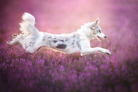 动物 宠物 狗 猫