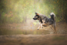 动物 宠物 狗 猫