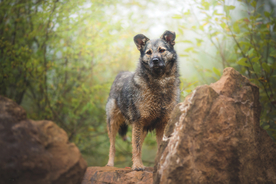 动物 宠物 狗 猫