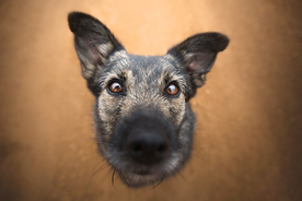 动物 宠物 狗 猫