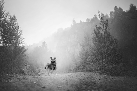 动物 宠物 狗 猫