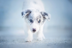 动物 宠物 狗 猫