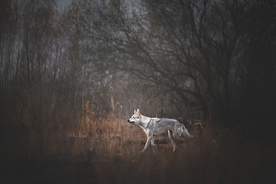 动物 宠物 狗 猫