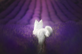 动物 宠物 狗 猫