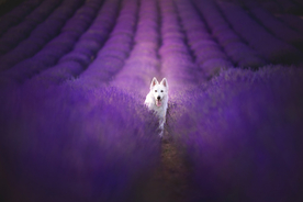 动物 宠物 狗 猫