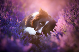 动物 宠物 狗 猫