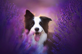 动物 宠物 狗 猫