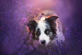 动物 宠物 狗 猫