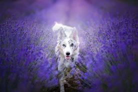 动物 宠物 狗 猫