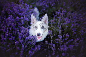 动物 宠物 狗 猫