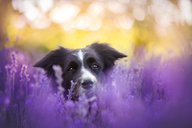 动物 宠物 狗 猫