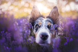 动物 宠物 狗 猫