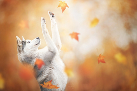 动物 宠物 狗 猫