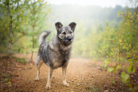 动物 宠物 狗 猫