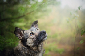 动物 宠物 狗 猫 生物世界