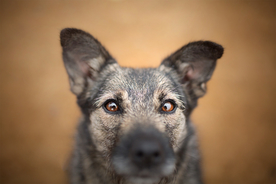动物 宠物 狗 猫 生物世界