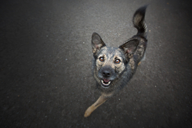 动物 宠物 狗 猫 生物世界