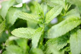 薄荷