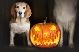 动物 宠物 狗 猫