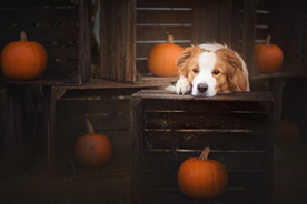 动物 宠物 狗 猫