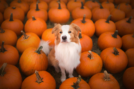 动物 宠物 狗 猫