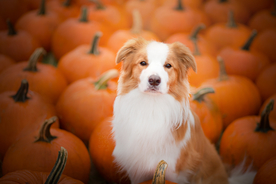 动物 宠物 狗 猫