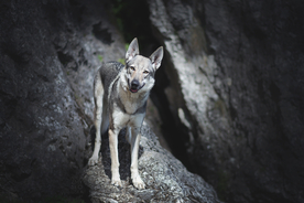 动物 宠物 狗 猫