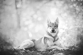 动物 宠物 狗 猫